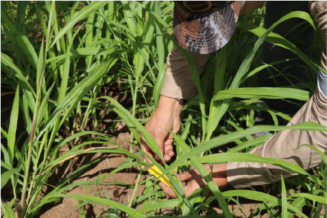 No contagio de enfermedades